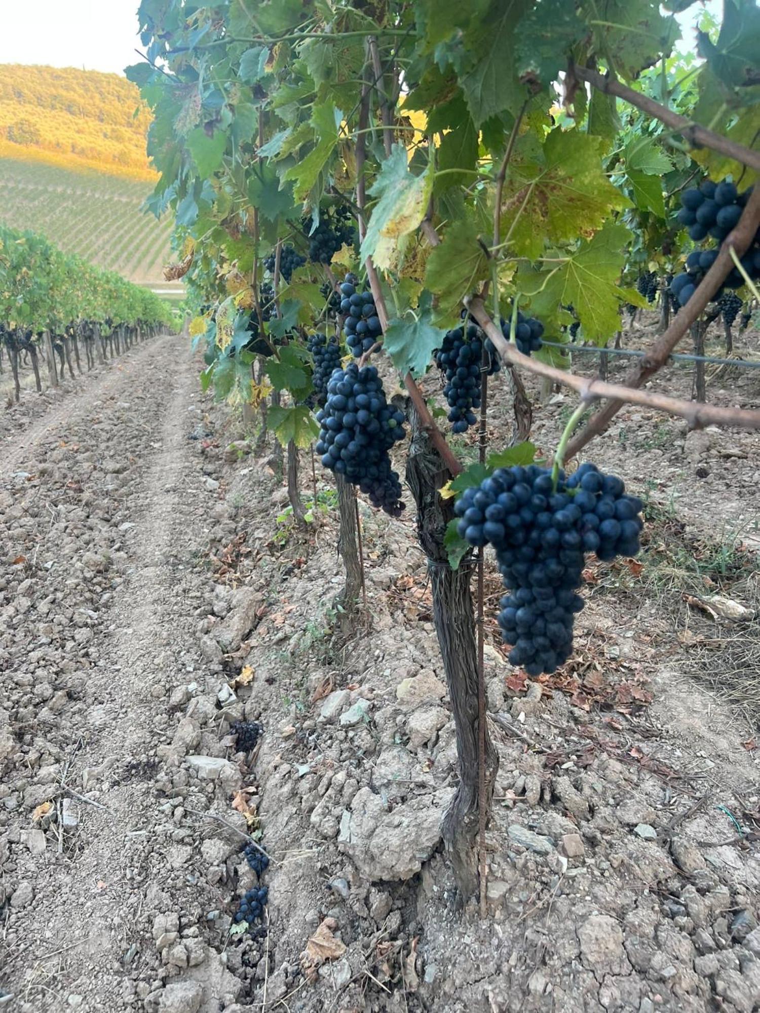 Podere Le Vigne Radda in Chianti